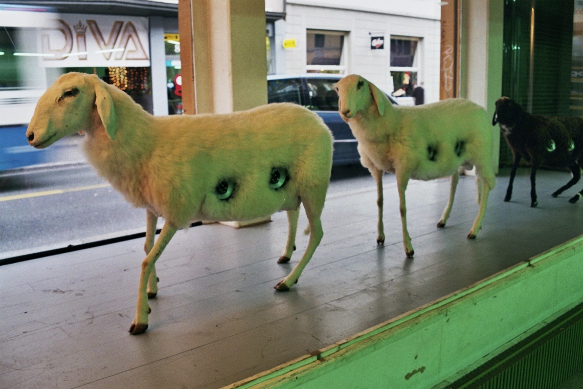 "Jewbox and Sheeps (Keenwood, Pioneer, Alpine)" Schafe mit Lautsprechern. 