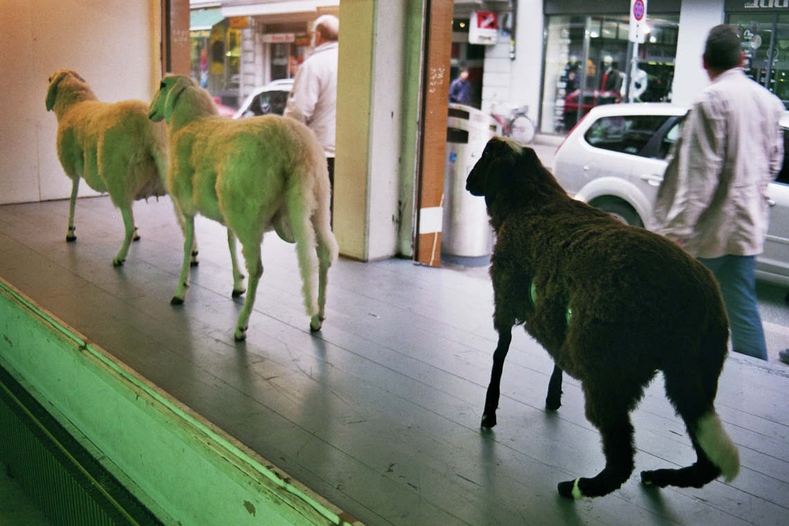 "Jewbox and Sheeps (Keenwood, Pioneer, Alpine)" Schafe mit Lautsprechern. 