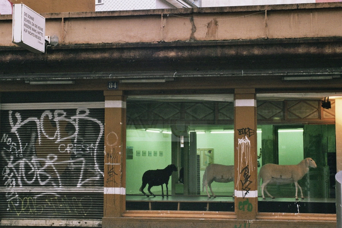 "Jewbox and Sheeps"
Drei Schafe (Keenwood, Pioneer, Alpine) mit Lautsprechern. Installationsansicht Langstrasse. 