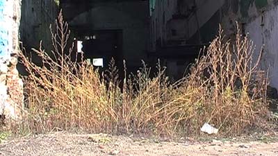 Bad Seeds, Videoloop 2010, Videostill