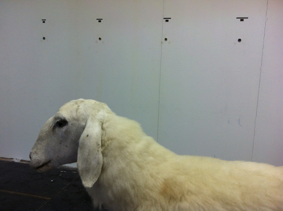 Installationsansicht. "Jewbox and Sheeps (Keenwood, Pioneer, Alpine)" "Youtube"