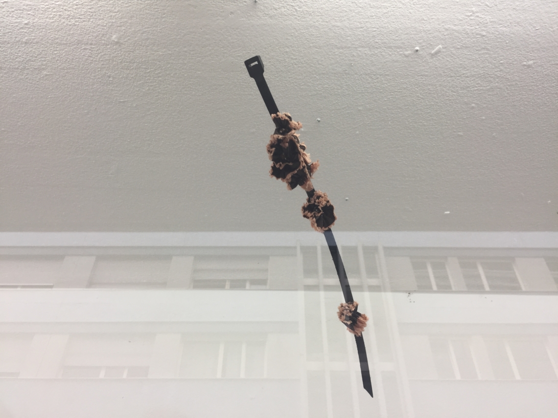 Gorod Ustinov, Erde Der Langstrasse, Installation