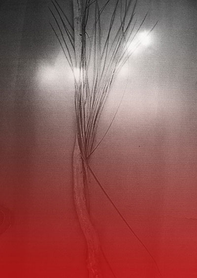 
Paola Caputo und Linda Suter: aus der Serie "Bastard & Blendling", Risografie, 2011