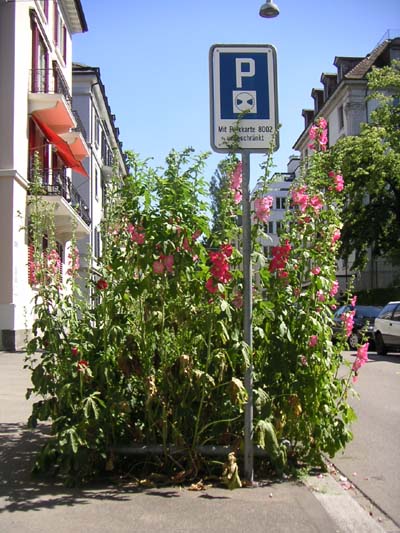oder hier an der Lavaterstrasse in Zürich-Enge